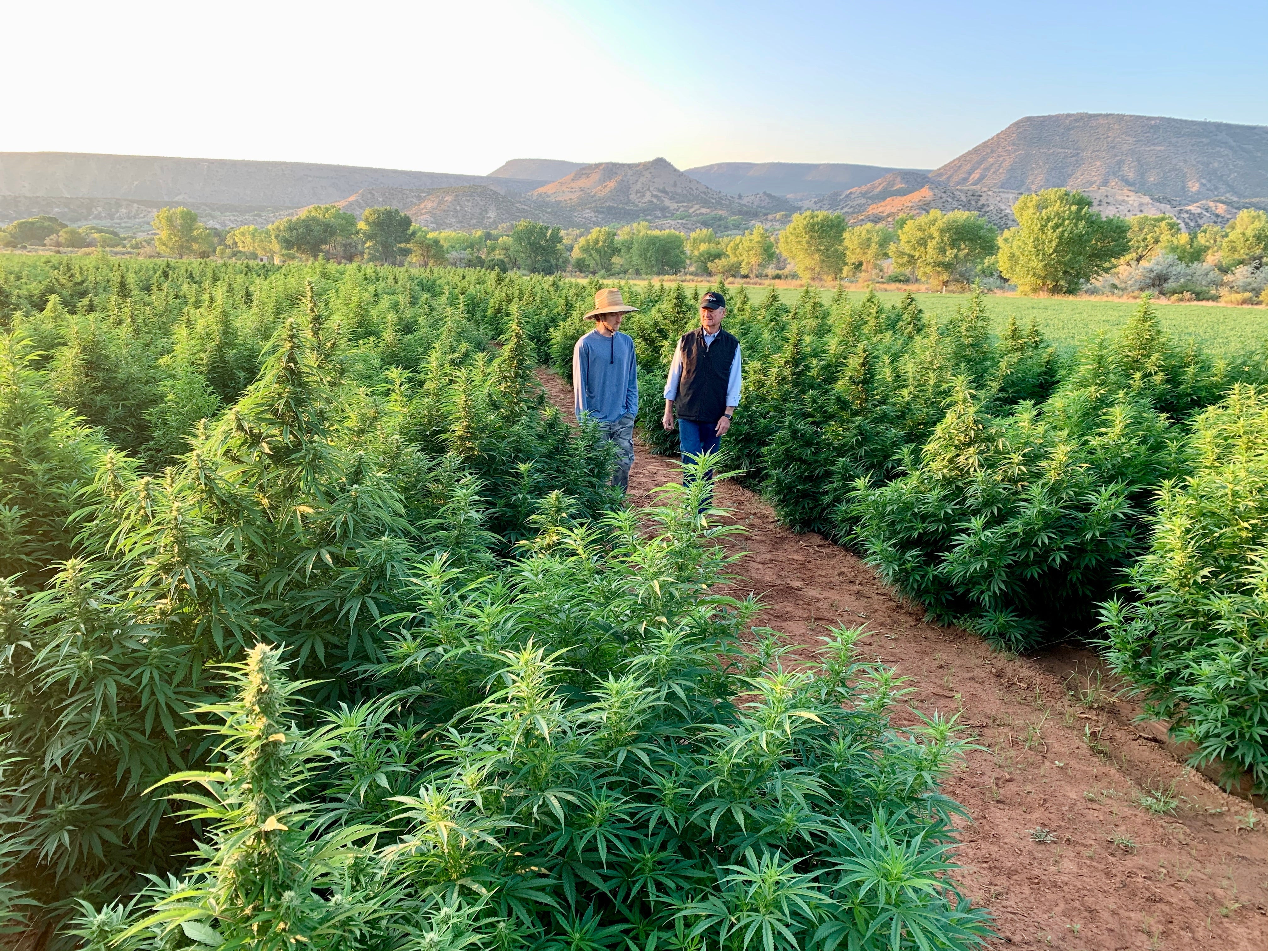 Two farmers walking through a field of hemp plants