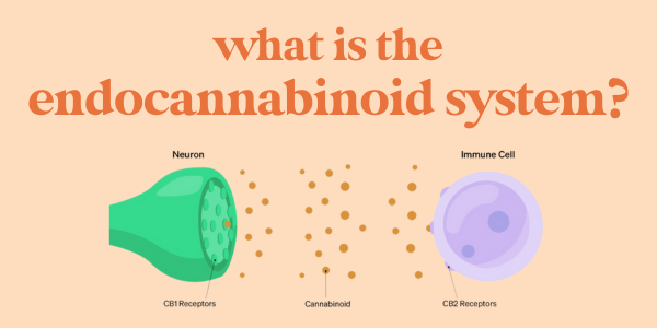 What is the Endocannabinoid System (ECS)?