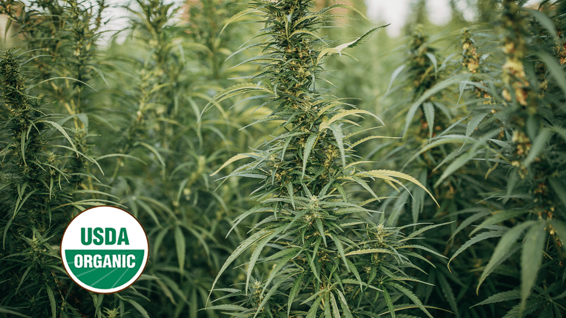 organic hemp