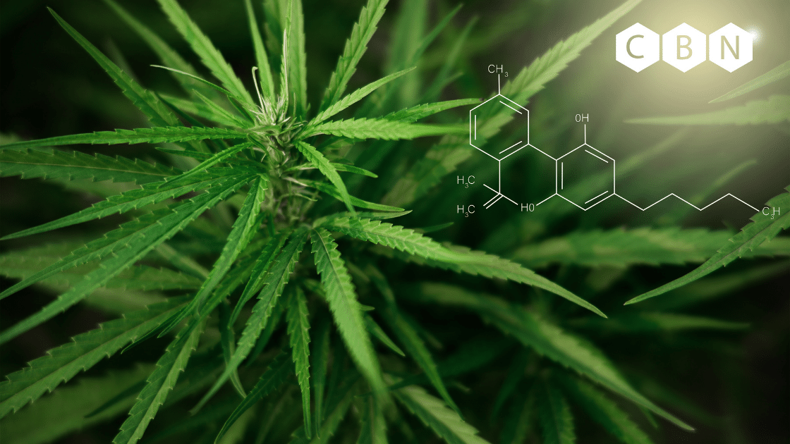 Image of a hemp plant with the chemical structure of the CBN molecule