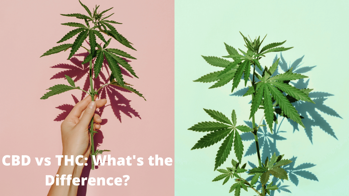 Image or hemp leaves being help by a hand