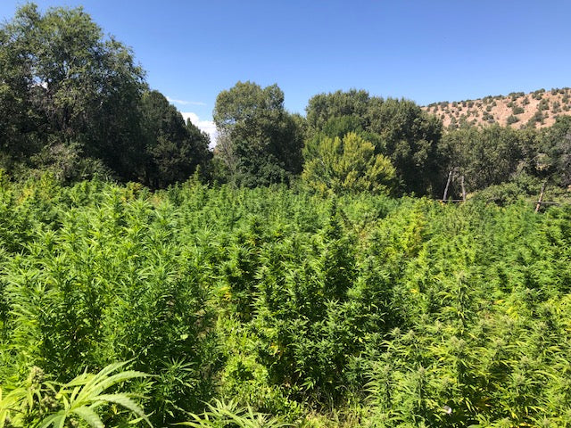 Field of Hemp growing in a regenerative farm