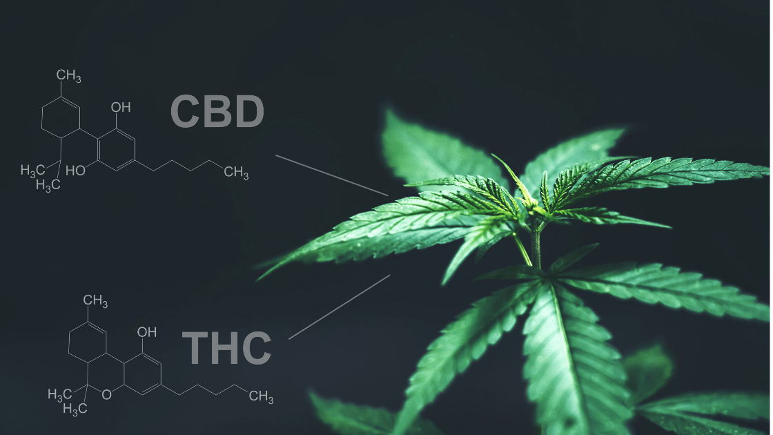 Does CBD Have THC in It?
