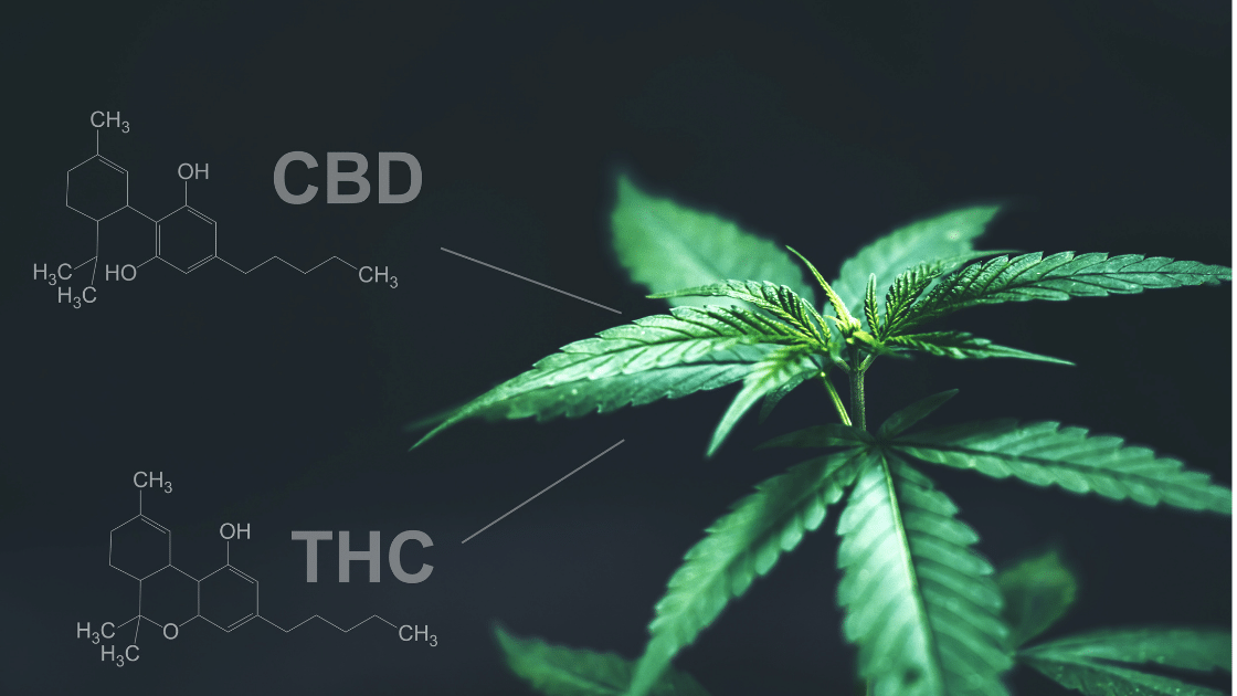 Image of a hemp leaf referencing CBD & THC